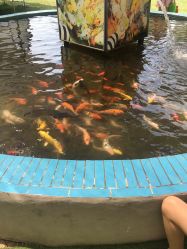 -上美四季动物农场