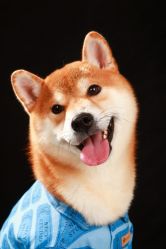 -孕视觉专业孕妇摄影(天津南开店)