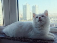 -猫大福·Fortune Cat猫舍(百子湾店)