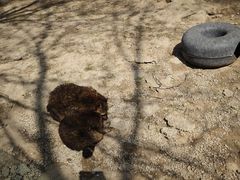 -青藏高原野生动物园