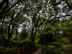 -上海共青森林公园