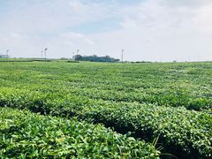 -雪绿茶博物馆
