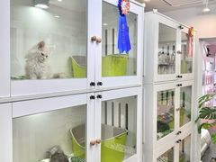 -青奢宠物·青奢猫舍