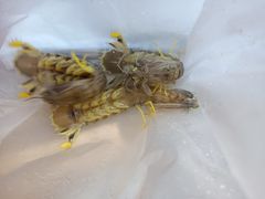 -黄沙水产交易市场