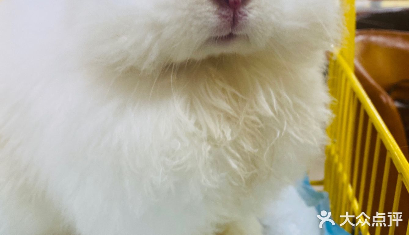 厦门首家小浣熊🦝+🐰新奇萌宠主题馆