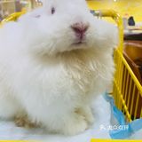 厦门首家小浣熊🦝+🐰新奇萌宠主题馆