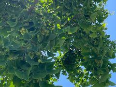 -北京西山国家森林公园