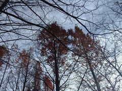 -白水寺森林公园