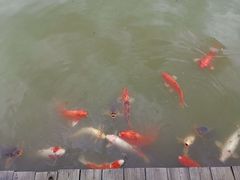 -大湾区中央湿地公园