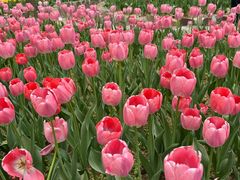 -洛阳郁金香牡丹园
