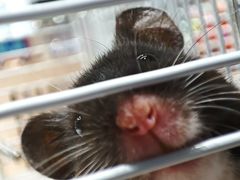 -汉堡王(正弘城店)