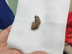 -北京观赏动物医院·24小时大型综合·猫专科·异宠专科