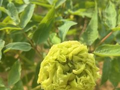 -洛阳市隋唐城遗址植物园