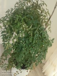 -HEYAN荷妍专业脱毛连锁机构