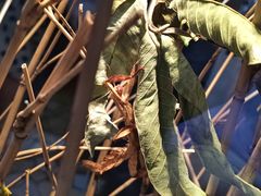 -上海海洋水族馆