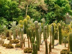 -深圳仙湖植物园-停车场