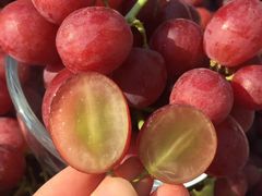 进口红提-青青岛鲜果园