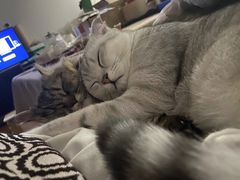 -瑞派名望24h动物医院异宠专科·猫专科·骨科·重症监护分院