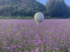 -紫海香堤香草艺术庄园
