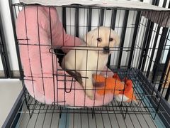 -贝康宠物医院·犬猫全科·小动物特色诊疗中心(东环路店)
