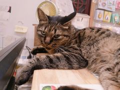 -猫的天空之城概念书店(苏州平江店)
