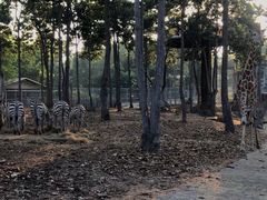 -清迈夜间动物园