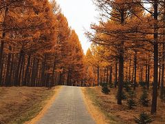 -塞罕坝国家级自然保护区