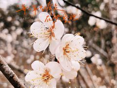 -桃花涧