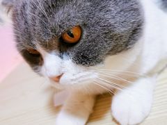 -李小姐の猫咖啡馆(五角场店)