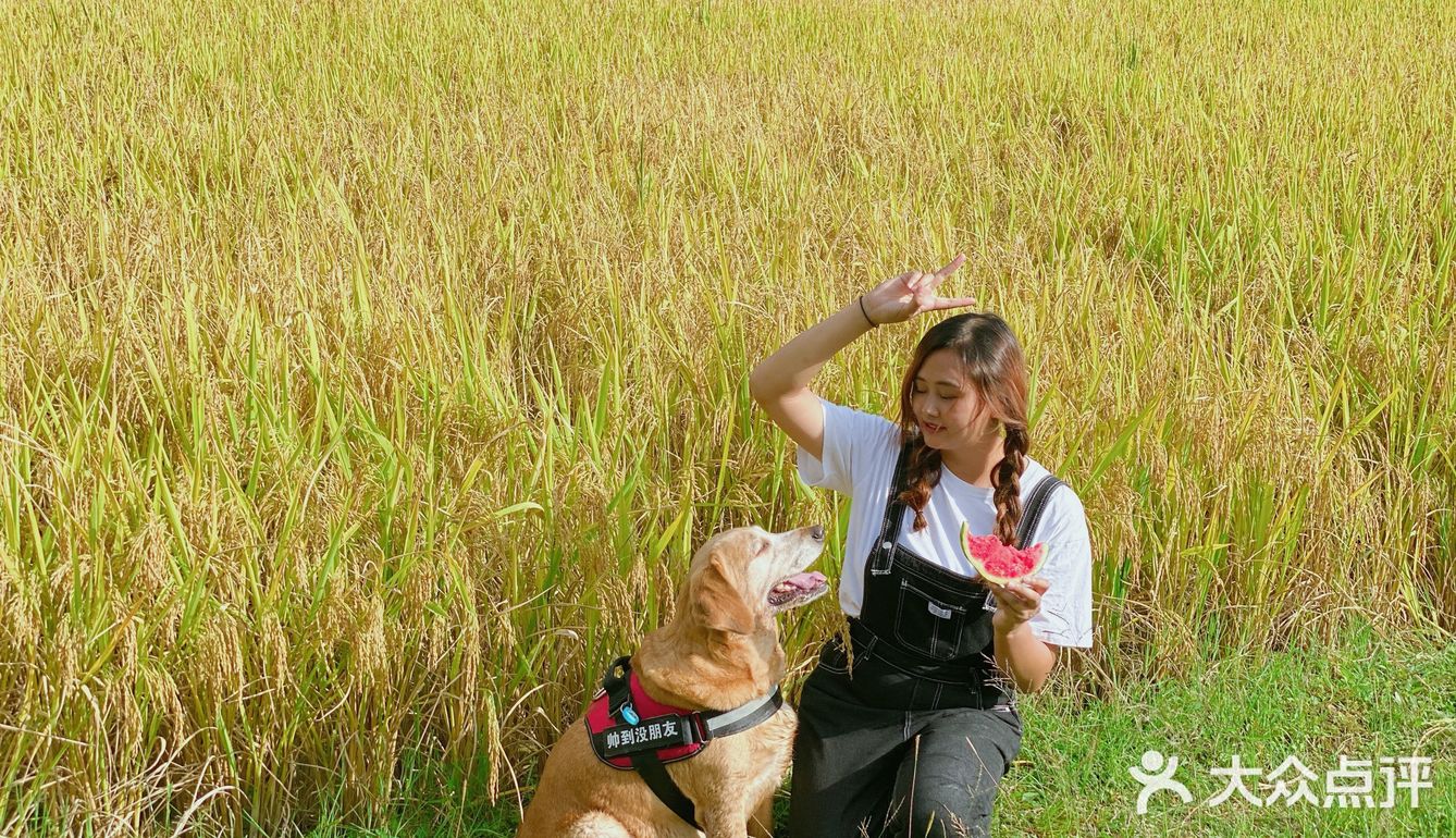 贵阳周边限定秋景/贵定腊利绝美梯田
