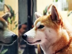 -柴务处·柴犬主题狗咖