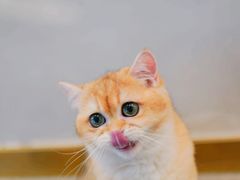 -飞行喵MR PILOT|猫舍·猫咖(静安大融城店)