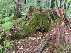 -五营红松林海景区