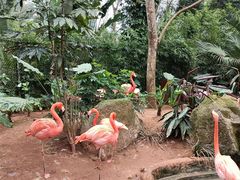 -海南热带野生动植物园
