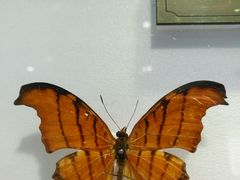 -上海昆虫博物馆