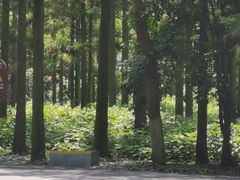 -东平国家森林公园