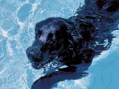 -帕帕拉兹宠物(亚洲旗舰店)