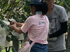 -马陆小张葡萄园农家乐