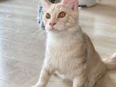 -十年猫舍·猫咪专门店(普陀店)