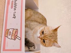 -猫腻·猫咖·撸猫馆(星光大道店)
