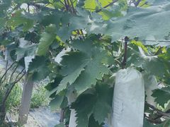 -马陆小张葡萄园农家乐