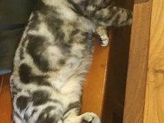 -李小姐の猫咖啡馆(五角场店)