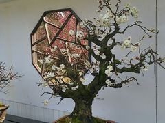 -香雪海