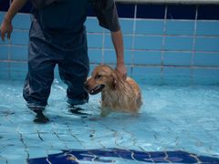 -趣玩宠物乐园寄养训犬训狗游泳池