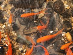 -邈墨茶馆(凤起路店)