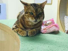 -猫和宫(六道口店)