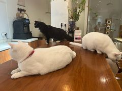 -有猫主题·治愈系猫咖(曾厝垵店)