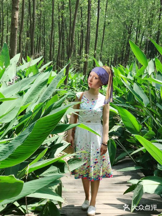 合肥滨湖国家森林公园图片