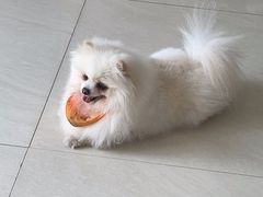 -乐琪宠物医院·犬猫专科·骨外科·急重症