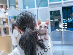 -飞行喵MR PILOT|猫舍·猫咖(静安大融城店)